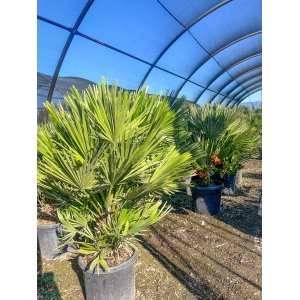 Palmička nízka (Chamaerops Humilis) - výška kmeňa 10-20 cm, celková výška 60-80 cm, kont. C15L  (-14°C) - 3 až 5 paliem v jednom kvetináči